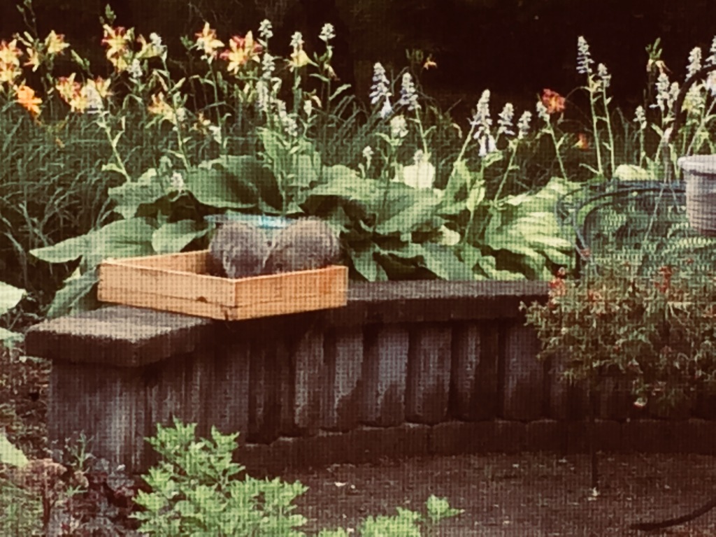 2 Groundhogs Eating Out of The Bird Feeding Box at Gardens of Effingham