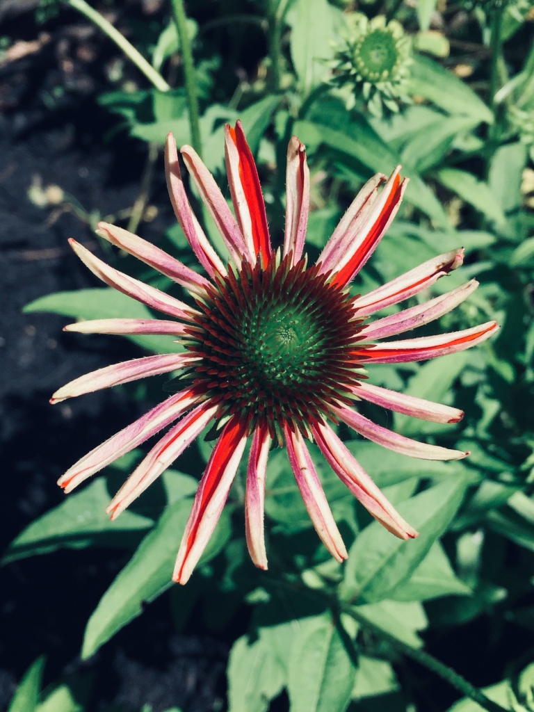 Colorful Red and White Pinwheel Echinacea (coneflowers) in mid-summer at Gardens at Effingham