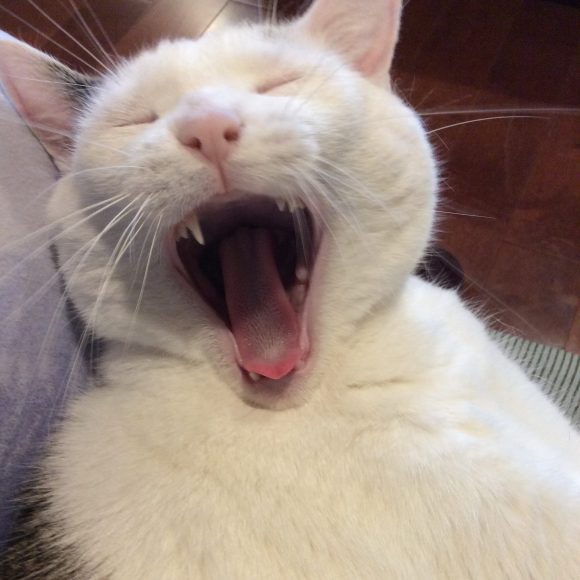 A white cat named "Most Beloved" photographed close up as she yawns. The cat is missing one front fang tooth and her yawn is enormous. Her cat 's tongue is pink and the cat appears as though she is smiling. Happy cat just waking up from a nap