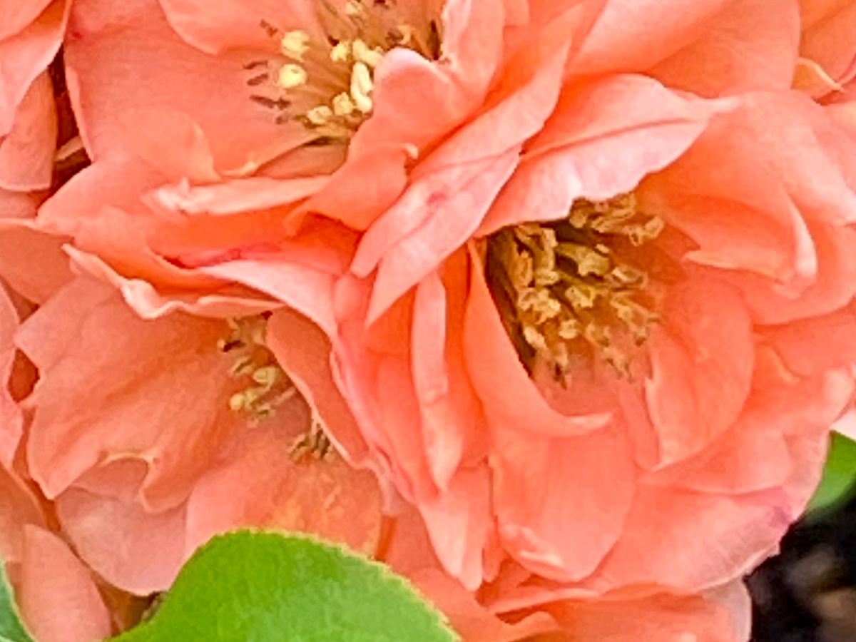 Peach-colored flowering quince close up