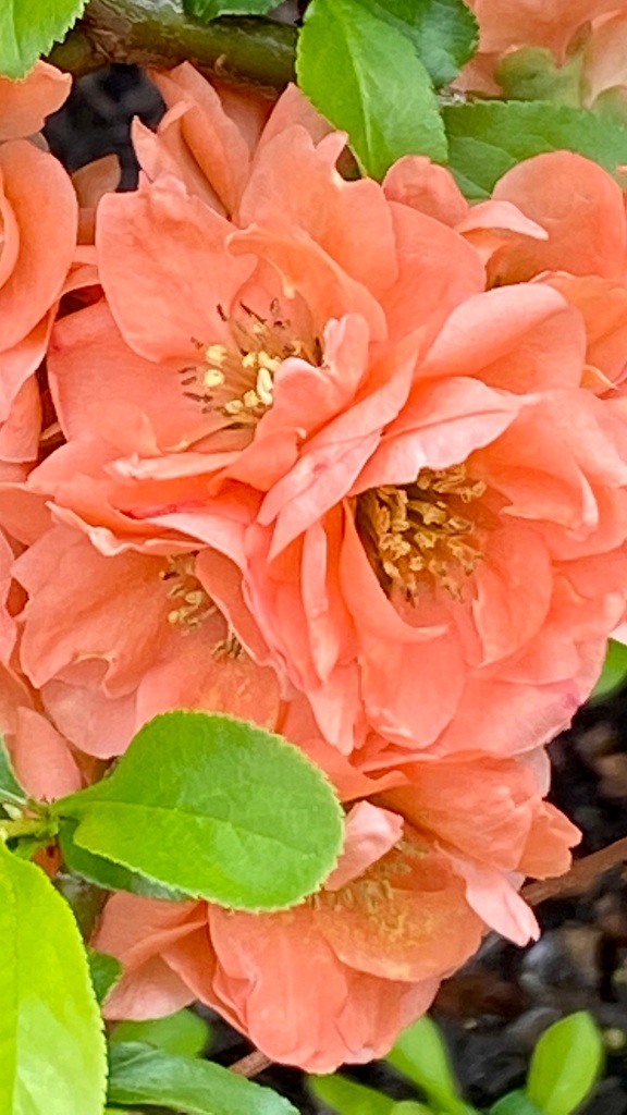 Peach-colored flowering quince close up