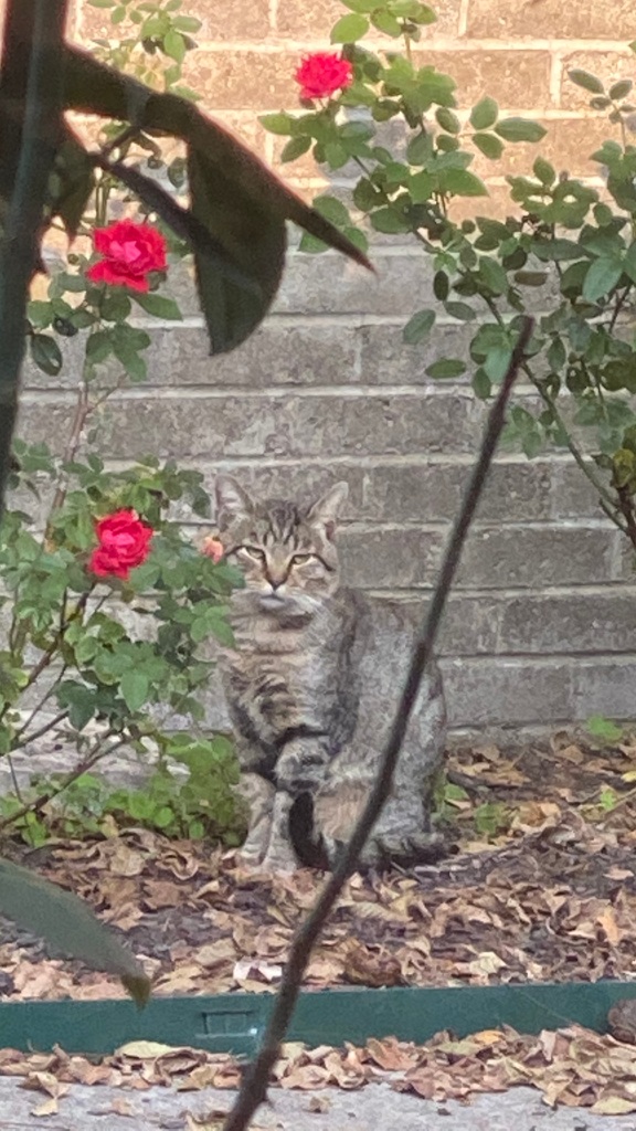 Daddy Cat in Red Rose Garden