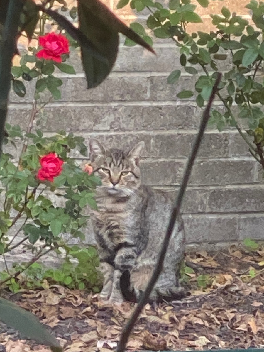 Daddy Cat in the Rose Garden